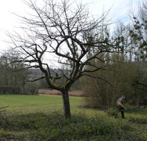 Taille d'arbres fruitiers