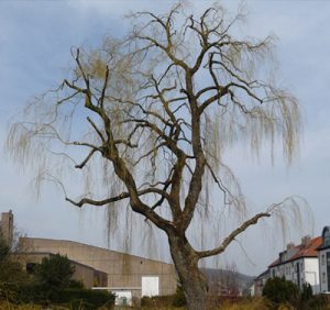 DOUCE TAILLE DE RÉDUCTION (DÉLESTAGE DES BRANCHES LOURDES)